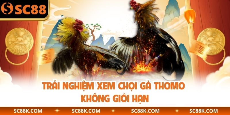 Trải nghiệm xem chọi gà Thomo không giới hạn